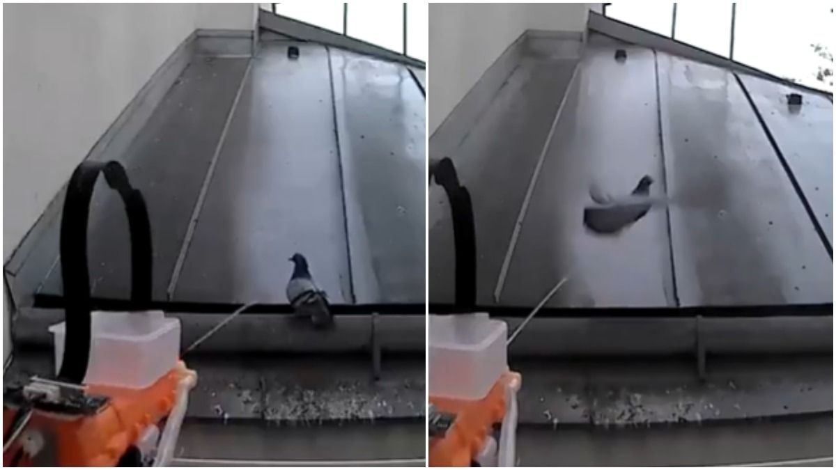 pigeon
