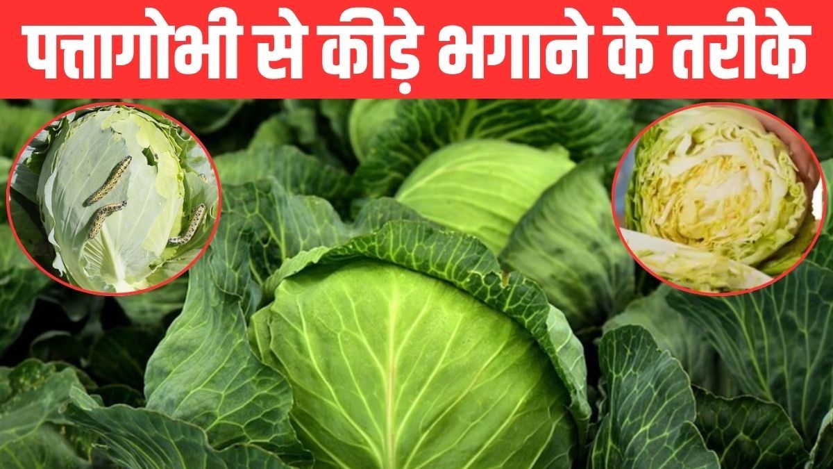 How to Clean Cabbage