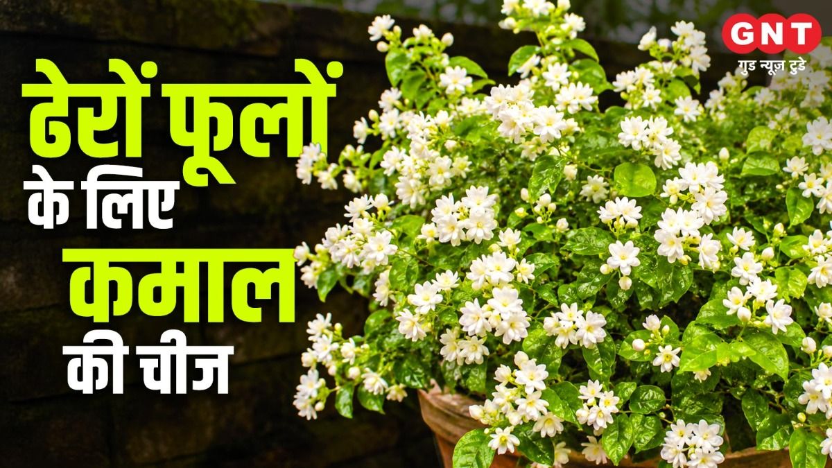 Mogra Plant Care 