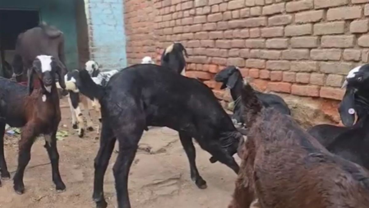 bakri palan yojna