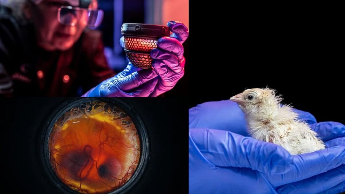 Colossal Hatches Healthy Chicks From an Artificial Egg (image- colossal biosciences)