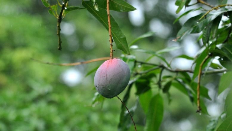 Purple Mango Farming