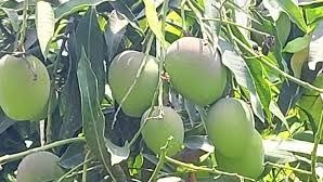 Story of Langra Mango