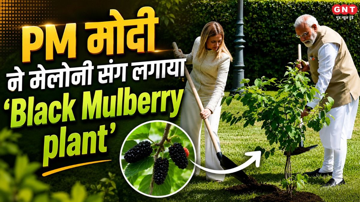 Pm Narendra Modi And Italy Pm Meloni Plant Black Mulberry
