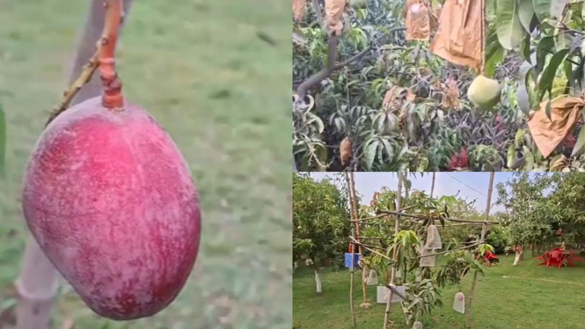 Jabalpur mango story