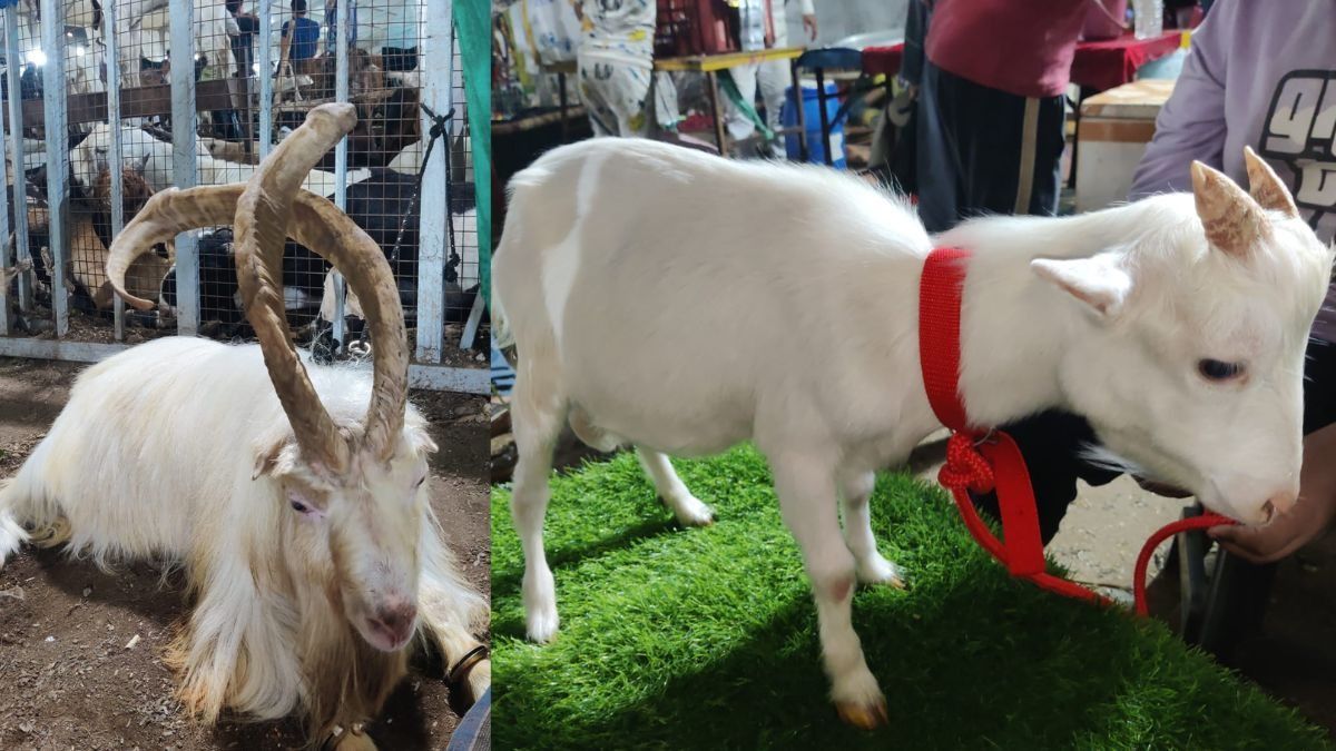 Unique Goats