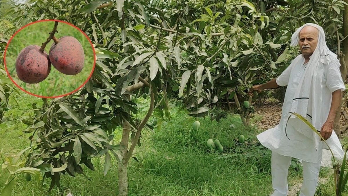 Farmer Ramkishore Singh in his Mango Orchard