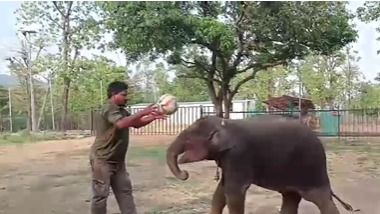 Baby elephant playing football