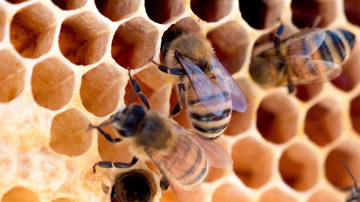 Honeybees: Photo: Unsplash