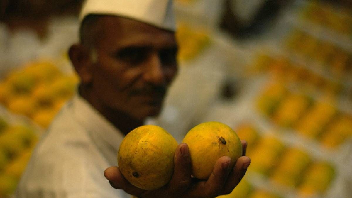 अल्फोंसो आम