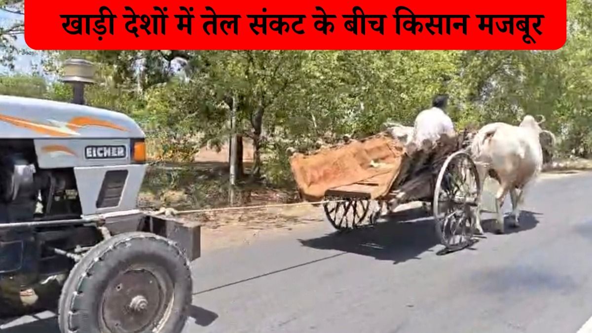 buldhana farmer pulls tractor with bullock cart for diesel