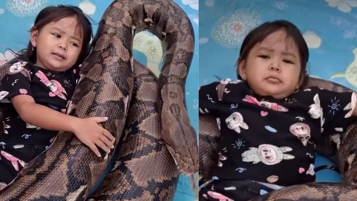 child playing with dangerous snake 