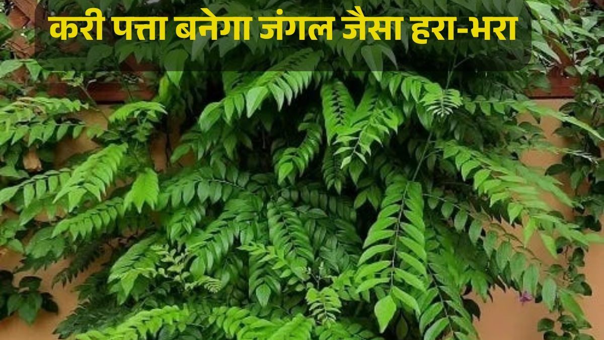 Curry Plant Care