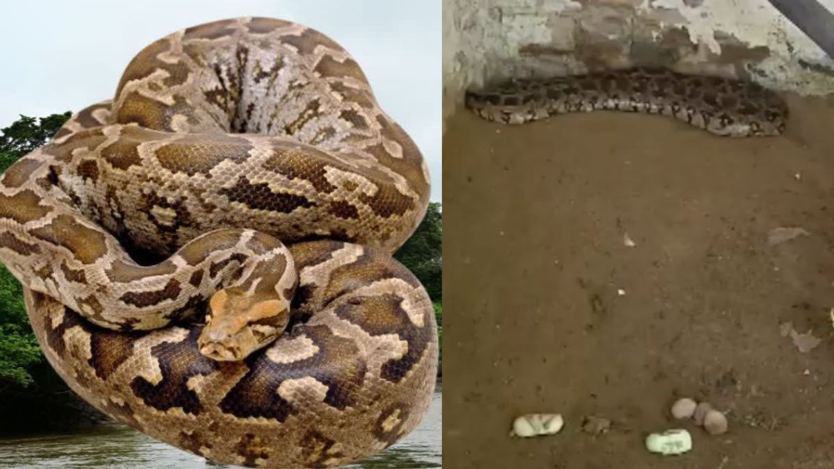 Python Lays 18 Eggs