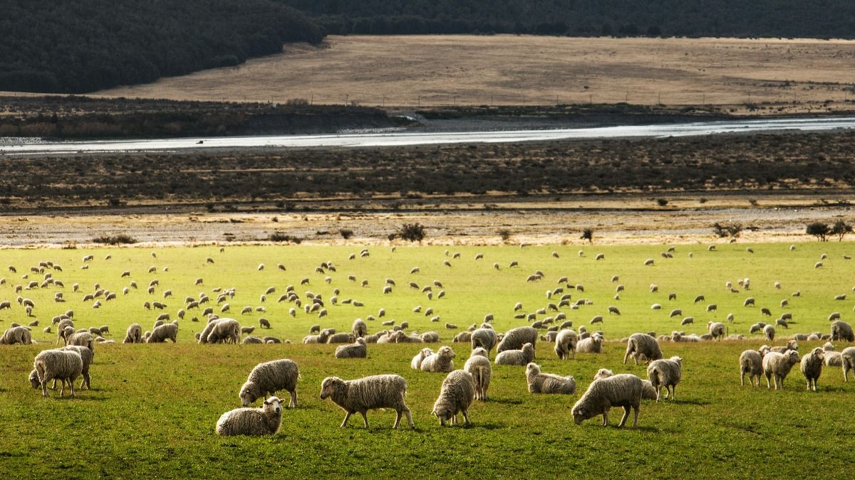 Sheep Herder