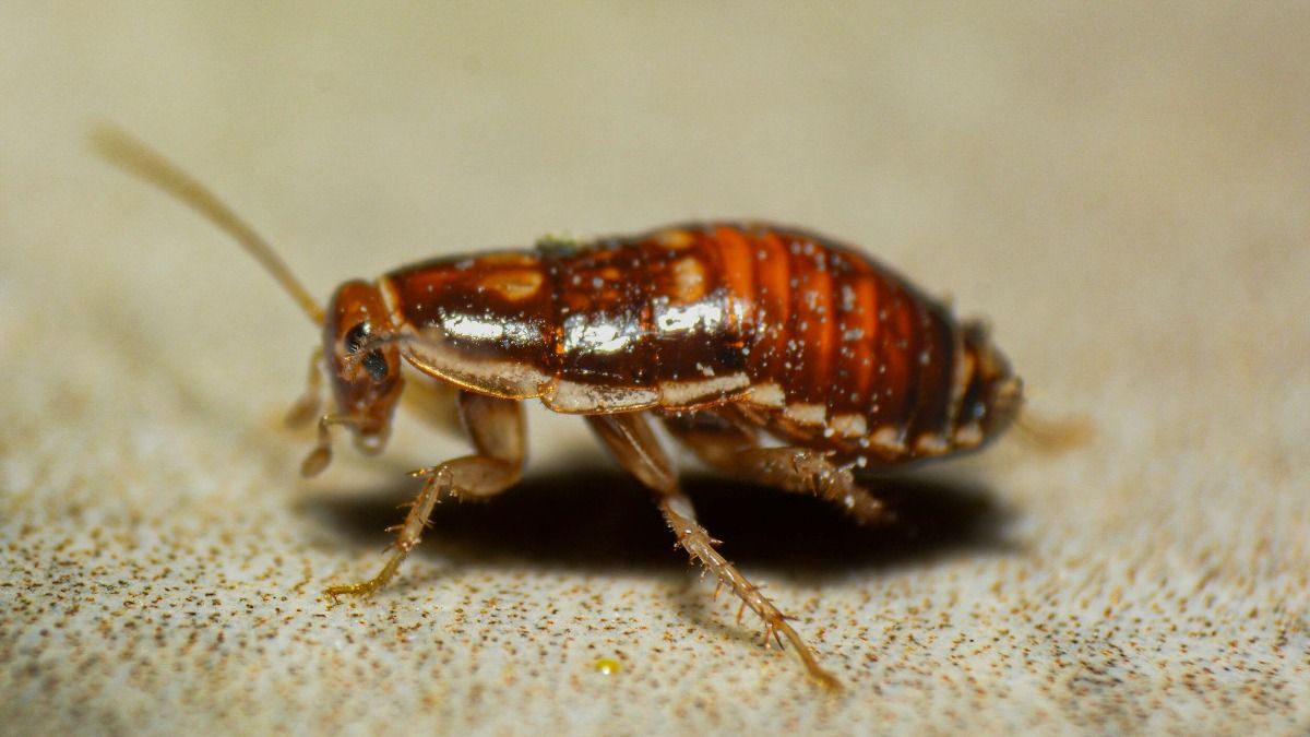 Australia cockroach seizure