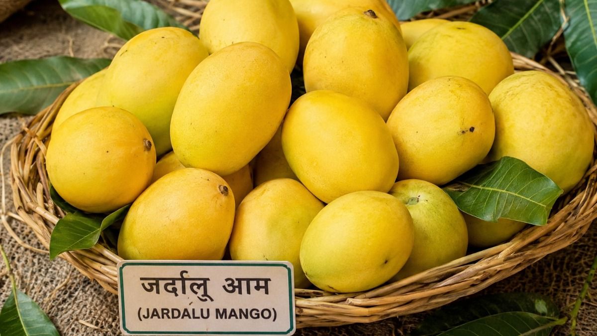 जर्दालू आम