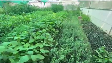 Delhi Green Mission