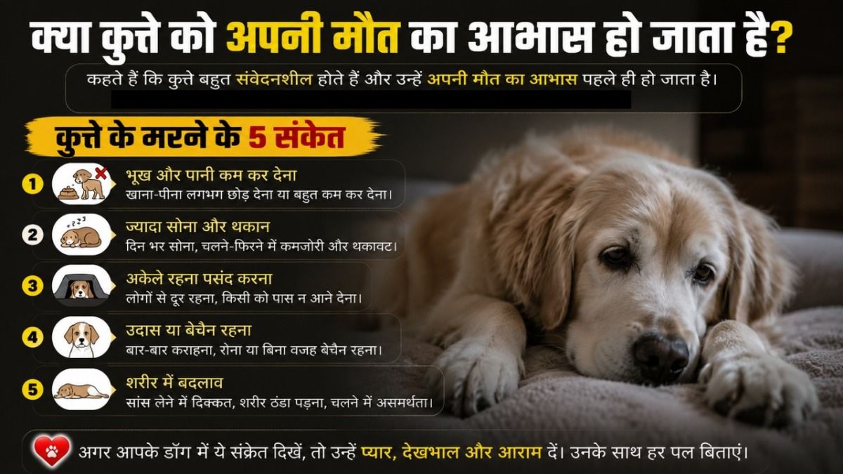 Dogs Death Hints