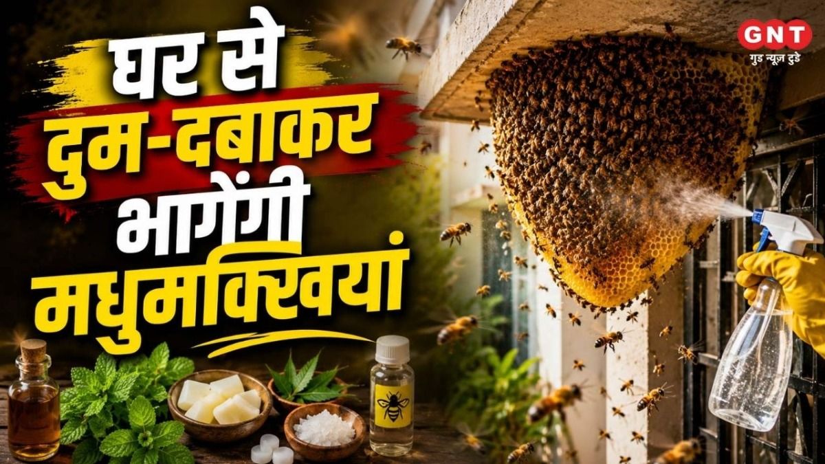 Bee Hive Removal Tips