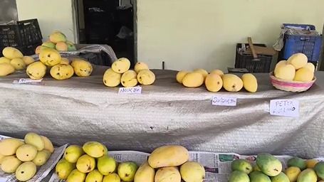 Exhibition of 152 varieties of mangoes 