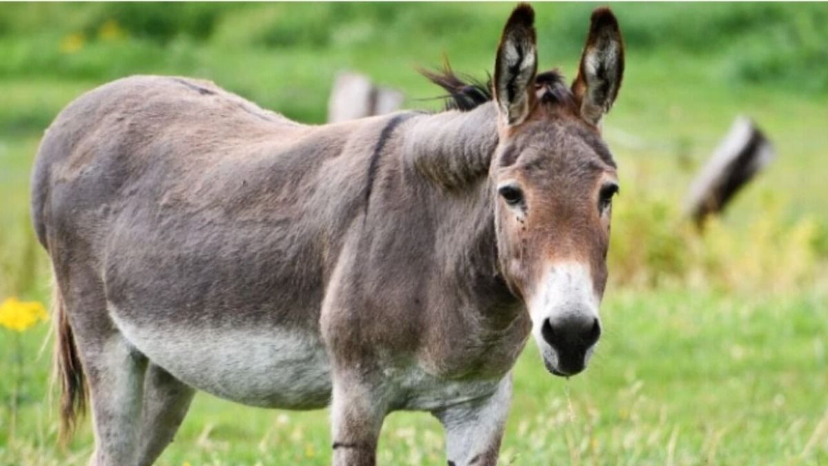 Donkey