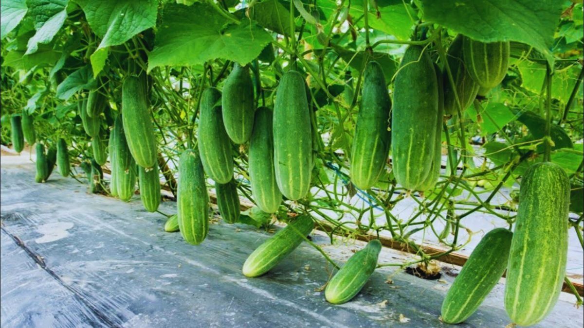 Summer Crops