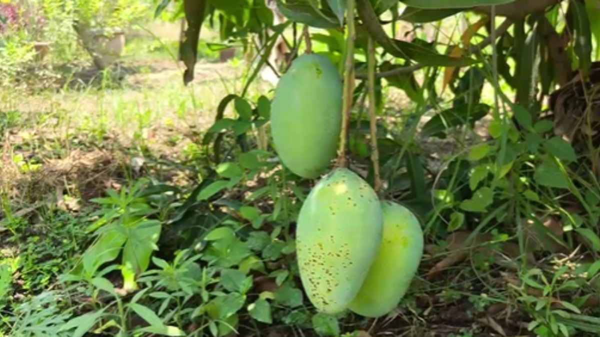 Unique Mango Tree