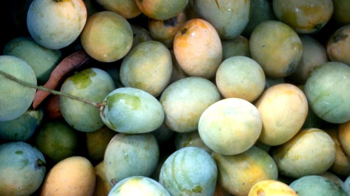 Jarda Mango
