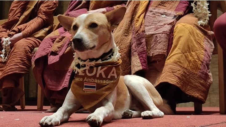 Akola The Peace Dog