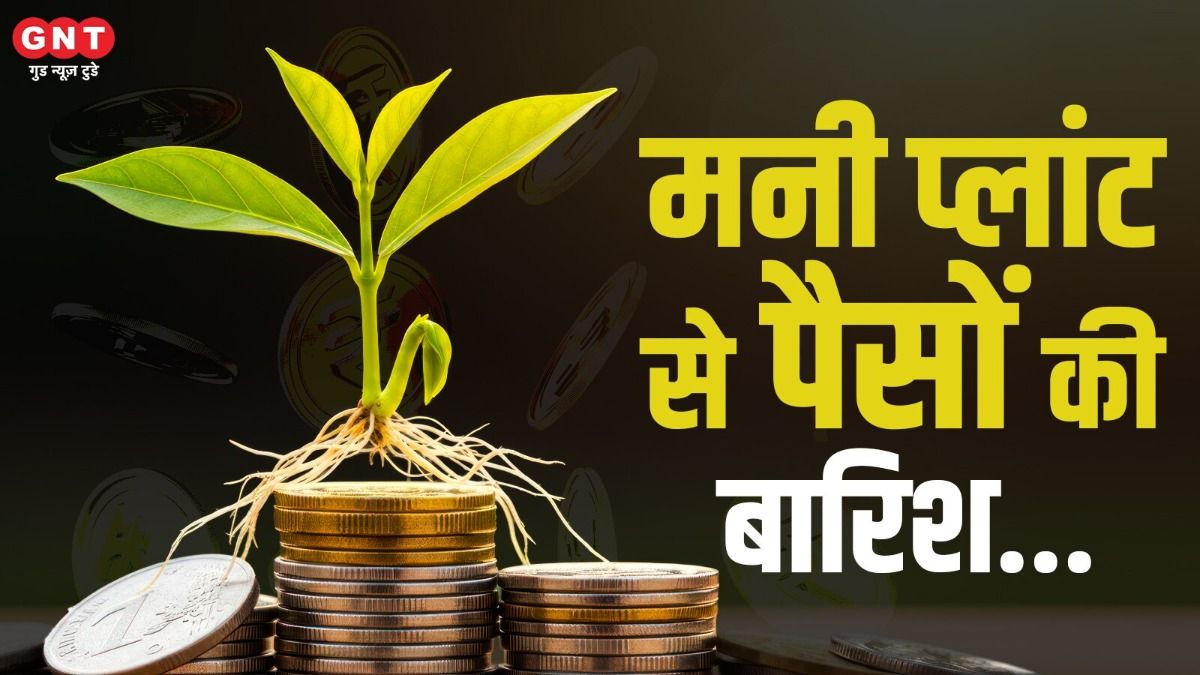 Money Plant Vastu Tips