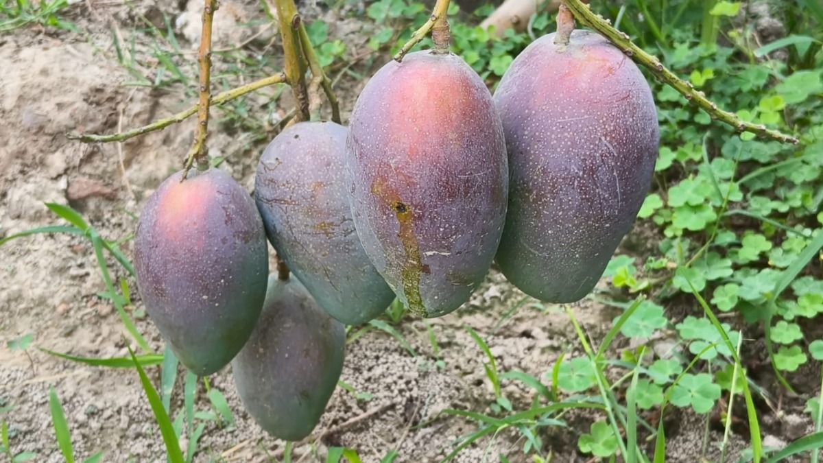 Miyazaki Mango