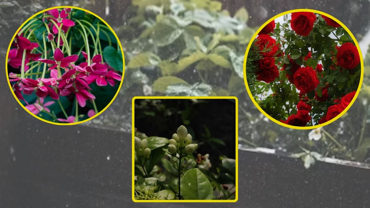 Flowering Plants During Monsoon