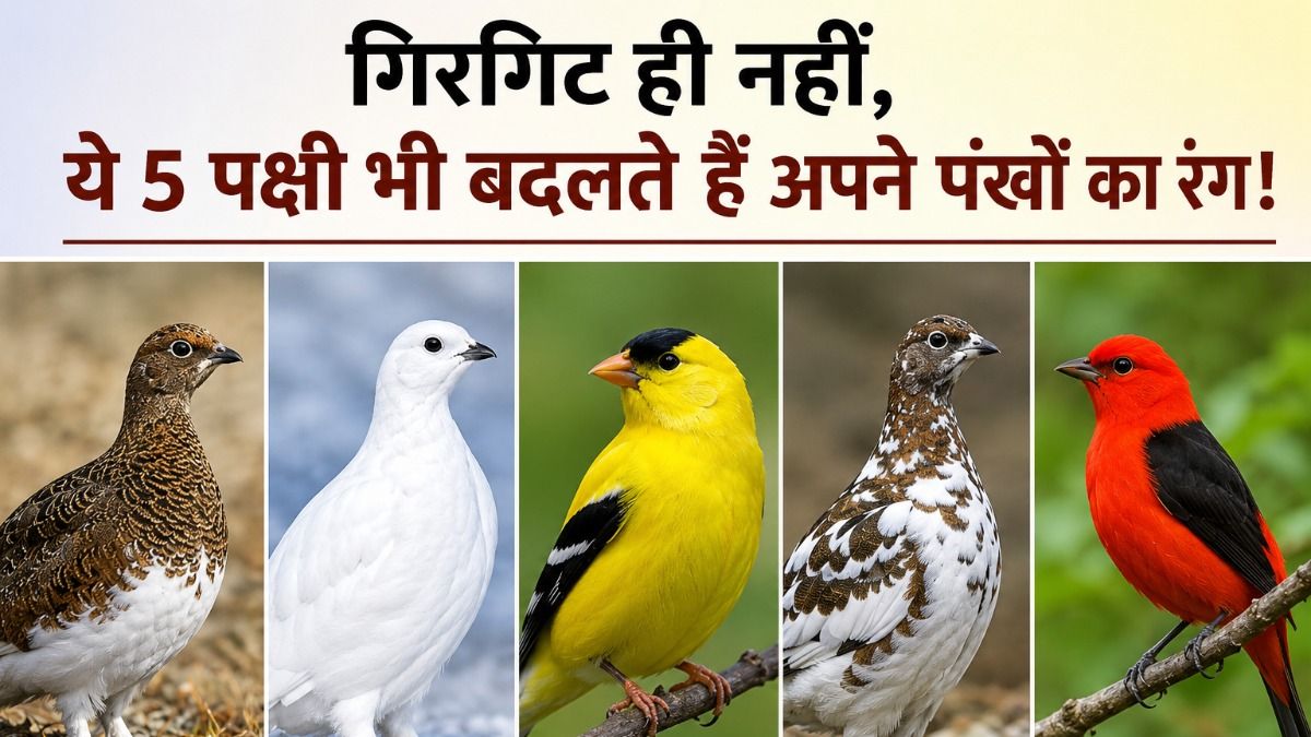5 birds that change feather colours 