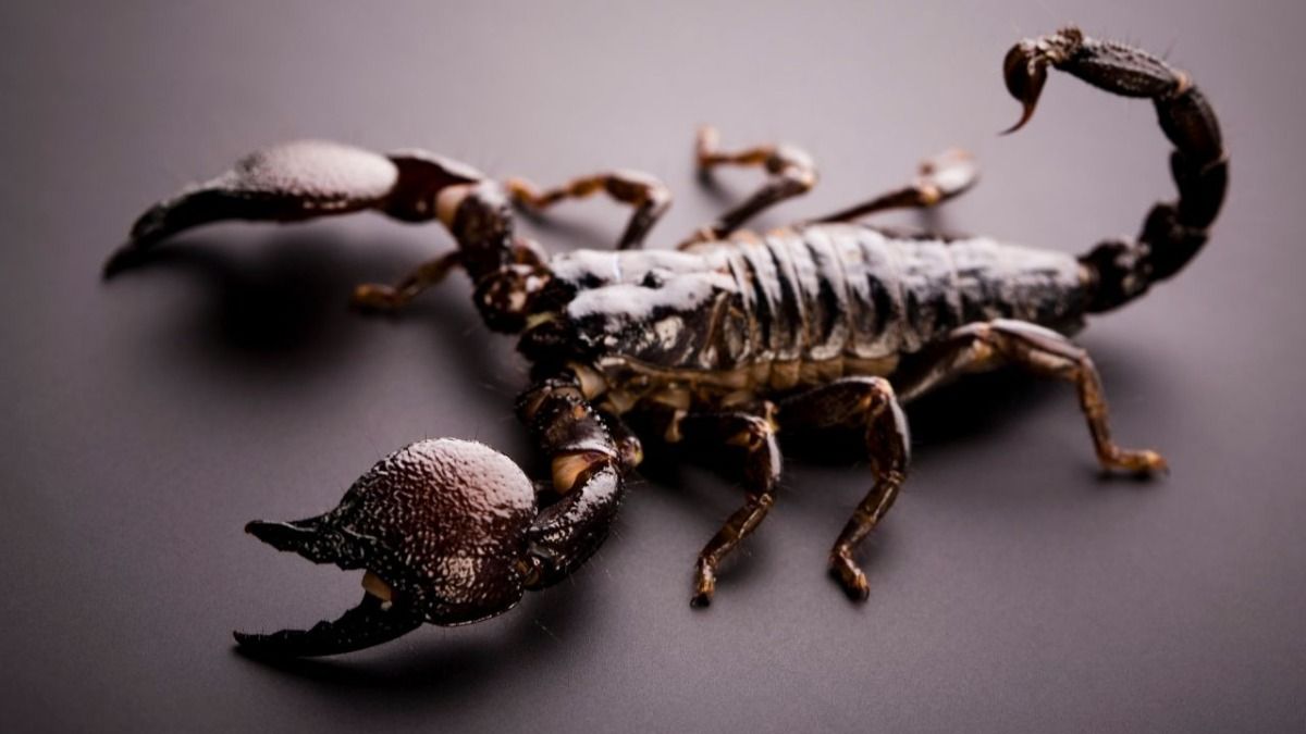 Scorpion Safety Tips 