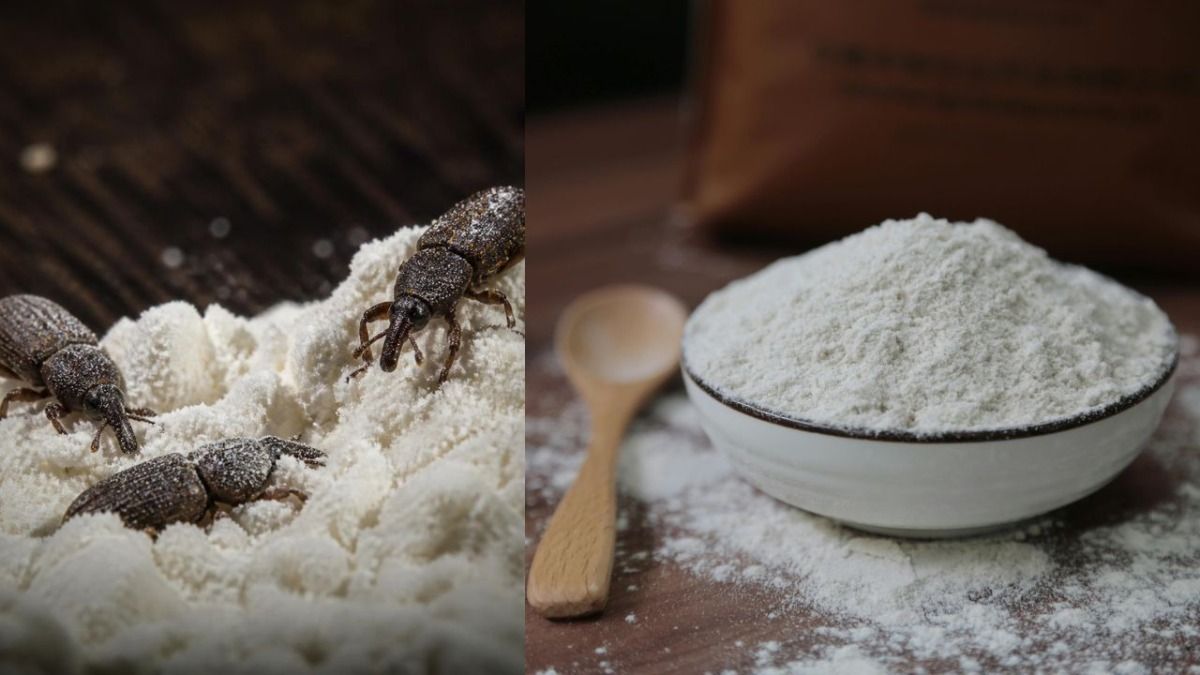 How to store flour to prevent weevils