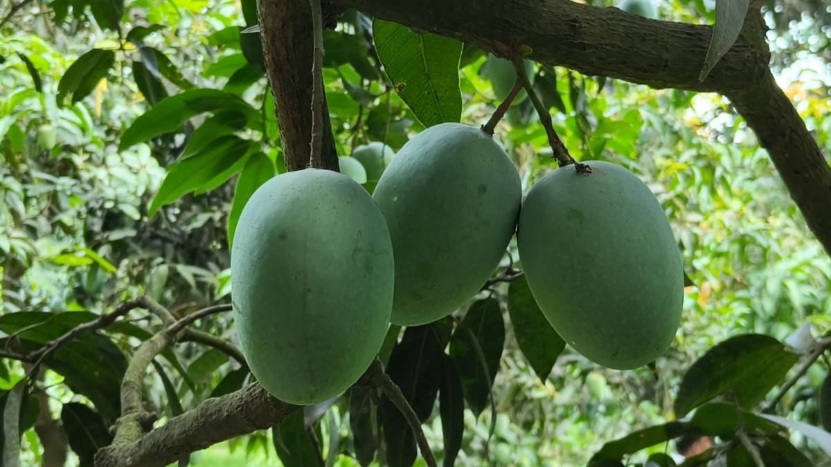 Rare Mango Varieties