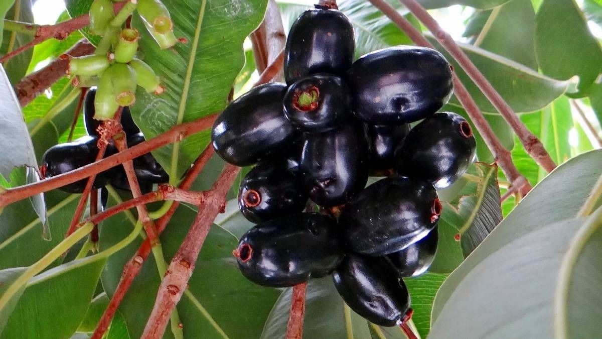 What is jamun called in English