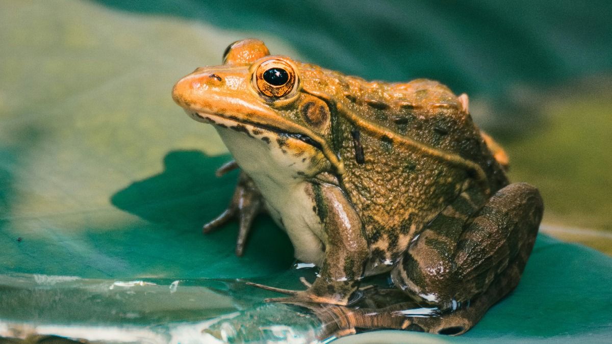 How To Keep Frogs Away From House