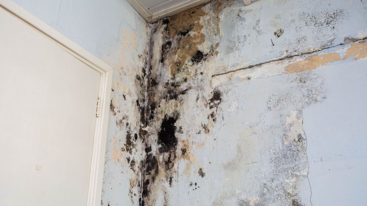 mold on wall 