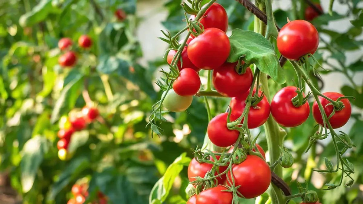 Tomato Gardening 
