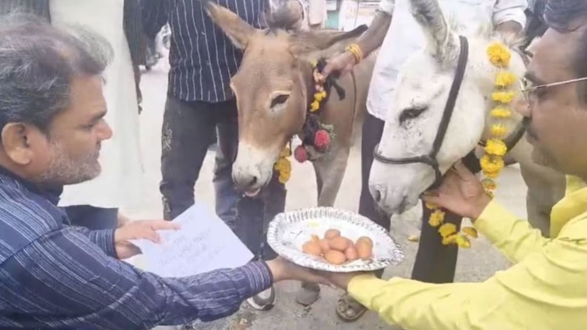  Donkeys fed Gulab Jamuns to bring rain in Bhopal (Photo: ITG) 