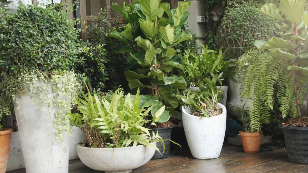 Is Air Conditioning Bad For Plants?