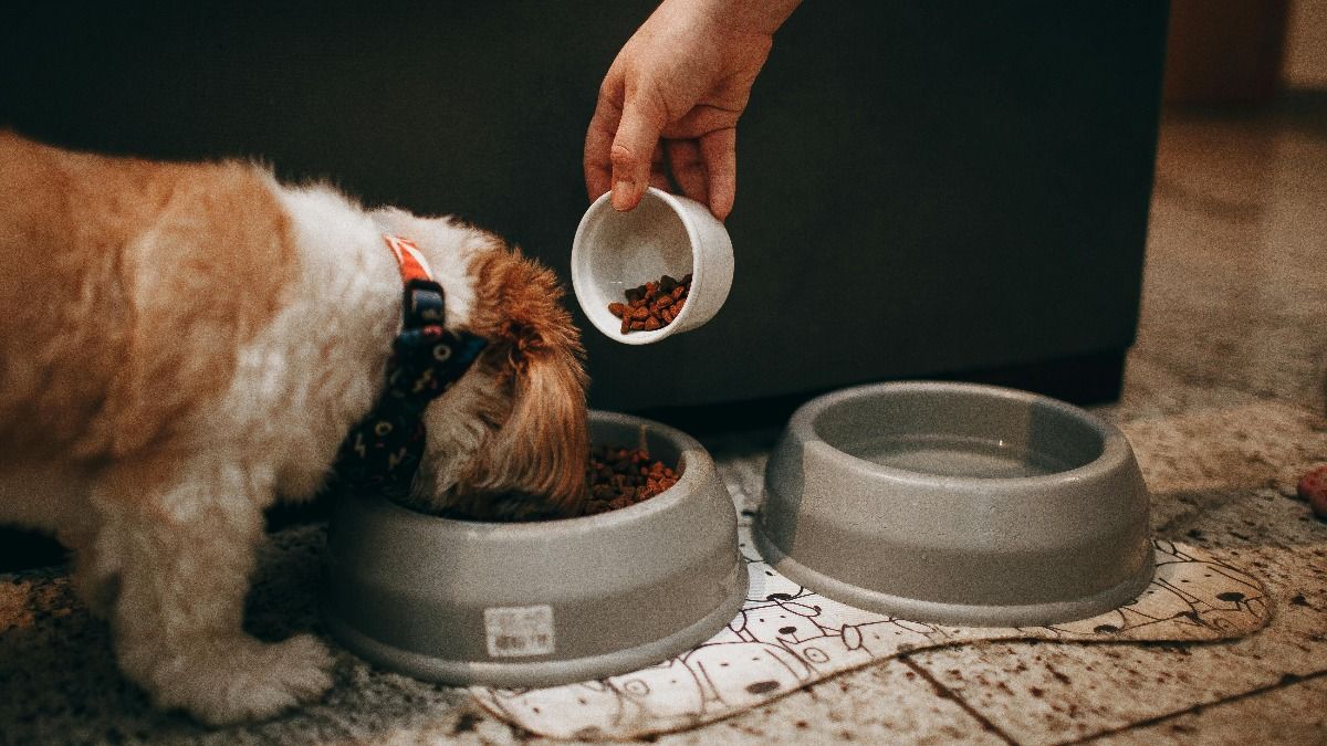 pet care tips 
