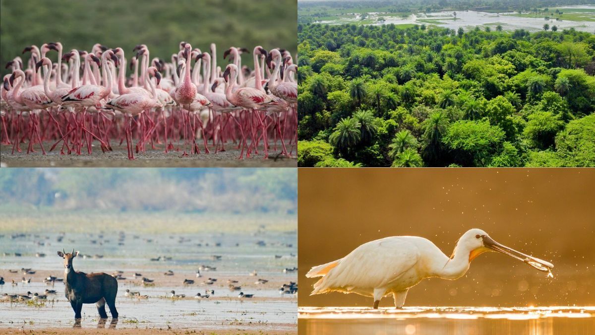 AI Powered bird sanctuary