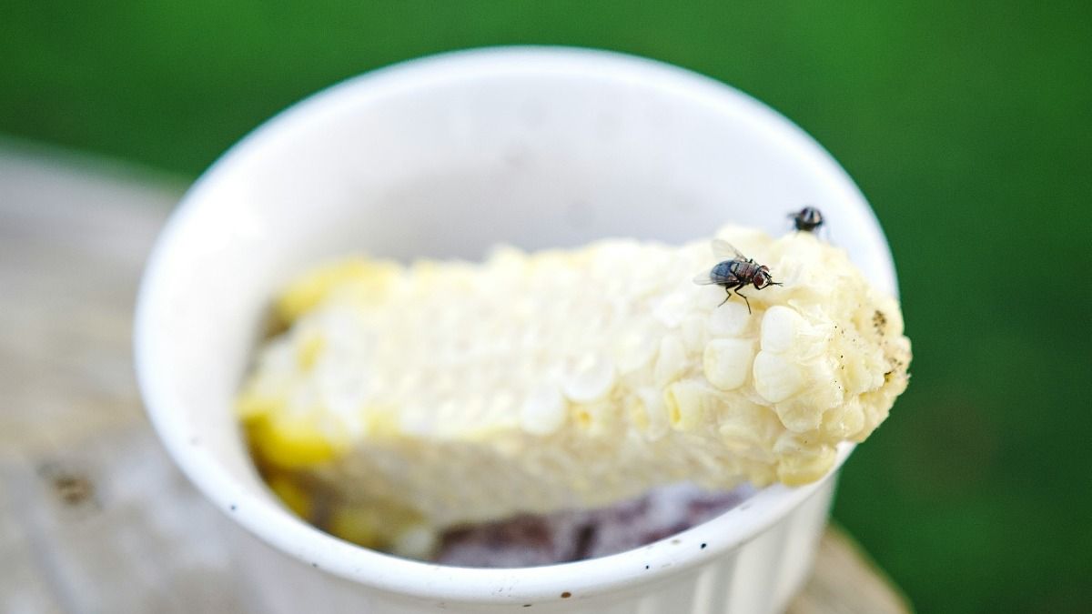 flies