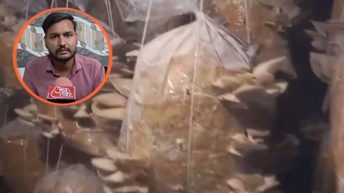Mushroom Farming