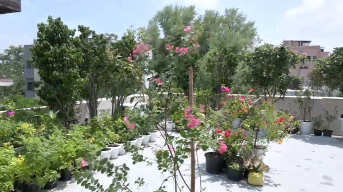  Rooftop Forest