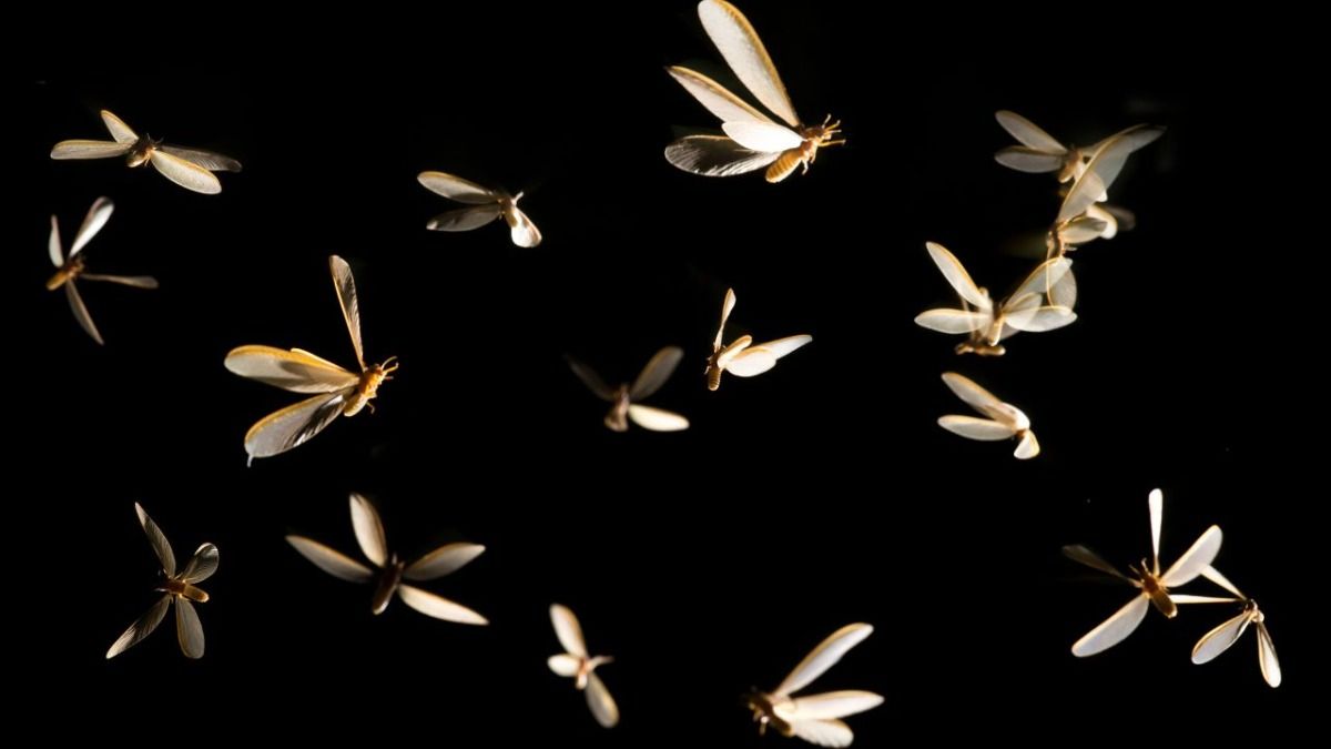 Flying Insects