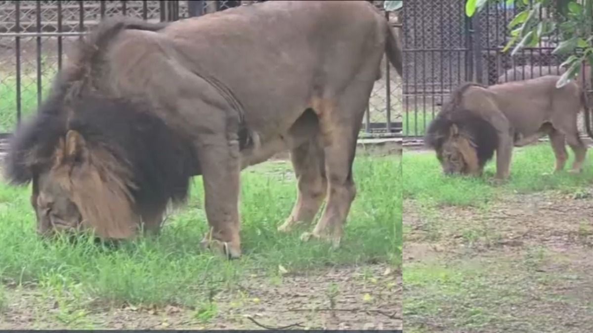 Lion Eat Grass